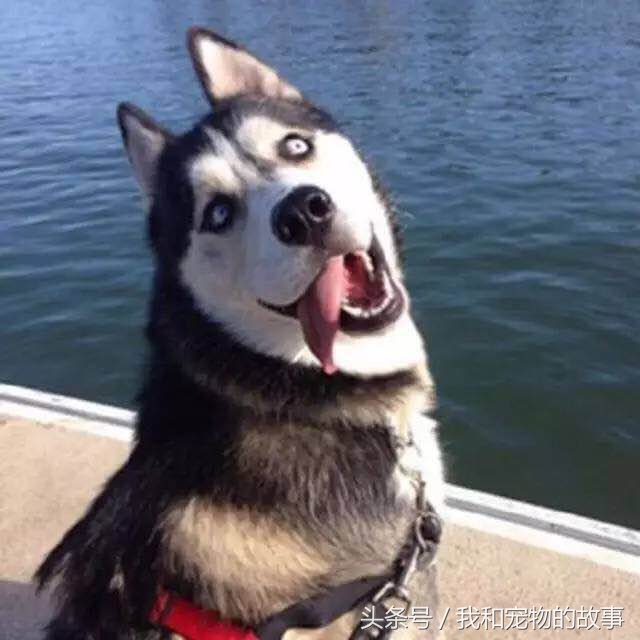 养哈士奇好还是养阿拉斯加好,养哈士奇是一种什么体验