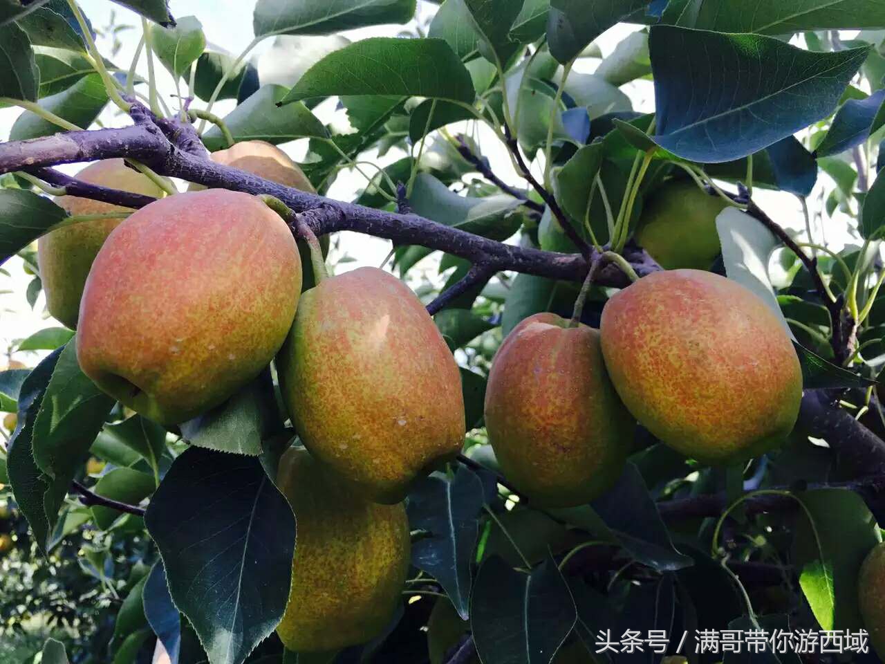 库尔勒香梨熟了！古尔邦节假期去库尔勒采香梨吧！只要4元每公斤