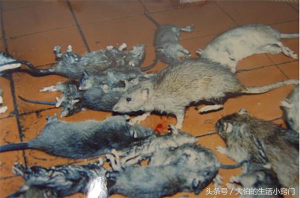 老鼠自动消灭方法,老鼠最怕的10种驱鼠方法图片