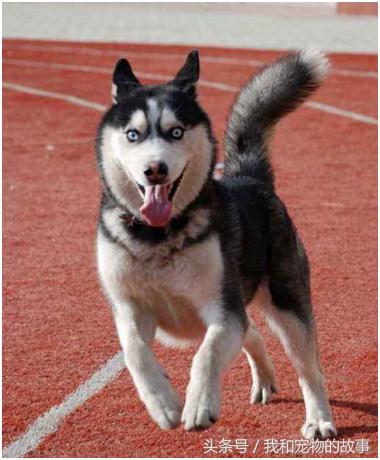 养哈士奇好还是养阿拉斯加好,养哈士奇是一种什么体验