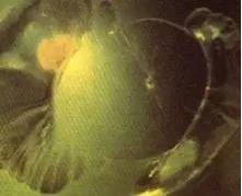 轻奢小众橄榄石,清凉橄榄石图片