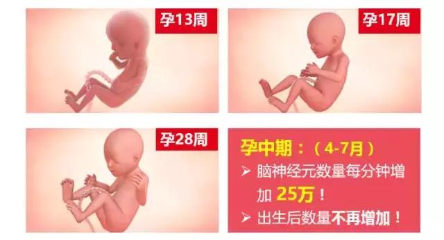 母婴店一般卖什么牌子的dha,母婴店没有中文标签的dha能卖吗