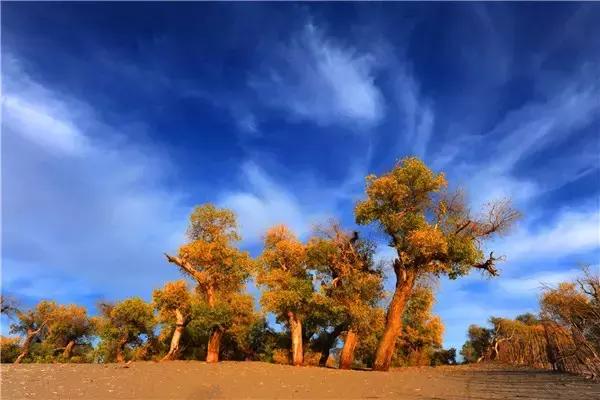 三千年的情缘，三千年的企盼只为这一季的金秋（附攻略）