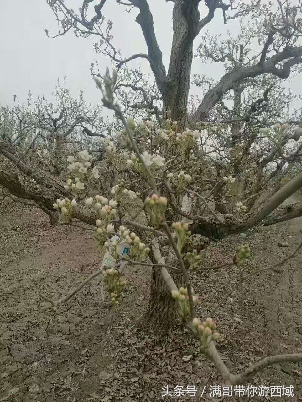 库尔勒香梨熟了！古尔邦节假期去库尔勒采香梨吧！只要4元每公斤