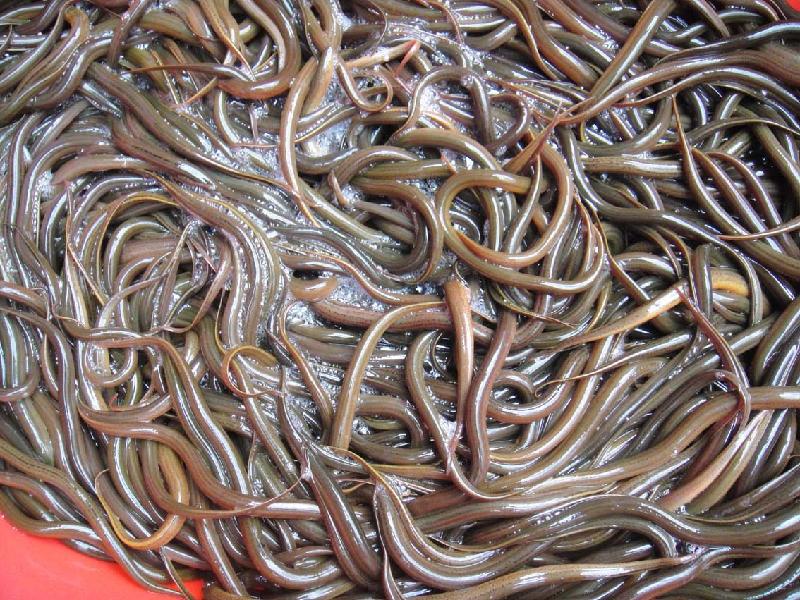 黄鳝养殖技术网箱,黄鳝养殖技术要求高吗