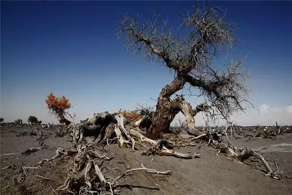 三千年的情缘，三千年的企盼只为这一季的金秋（附攻略）