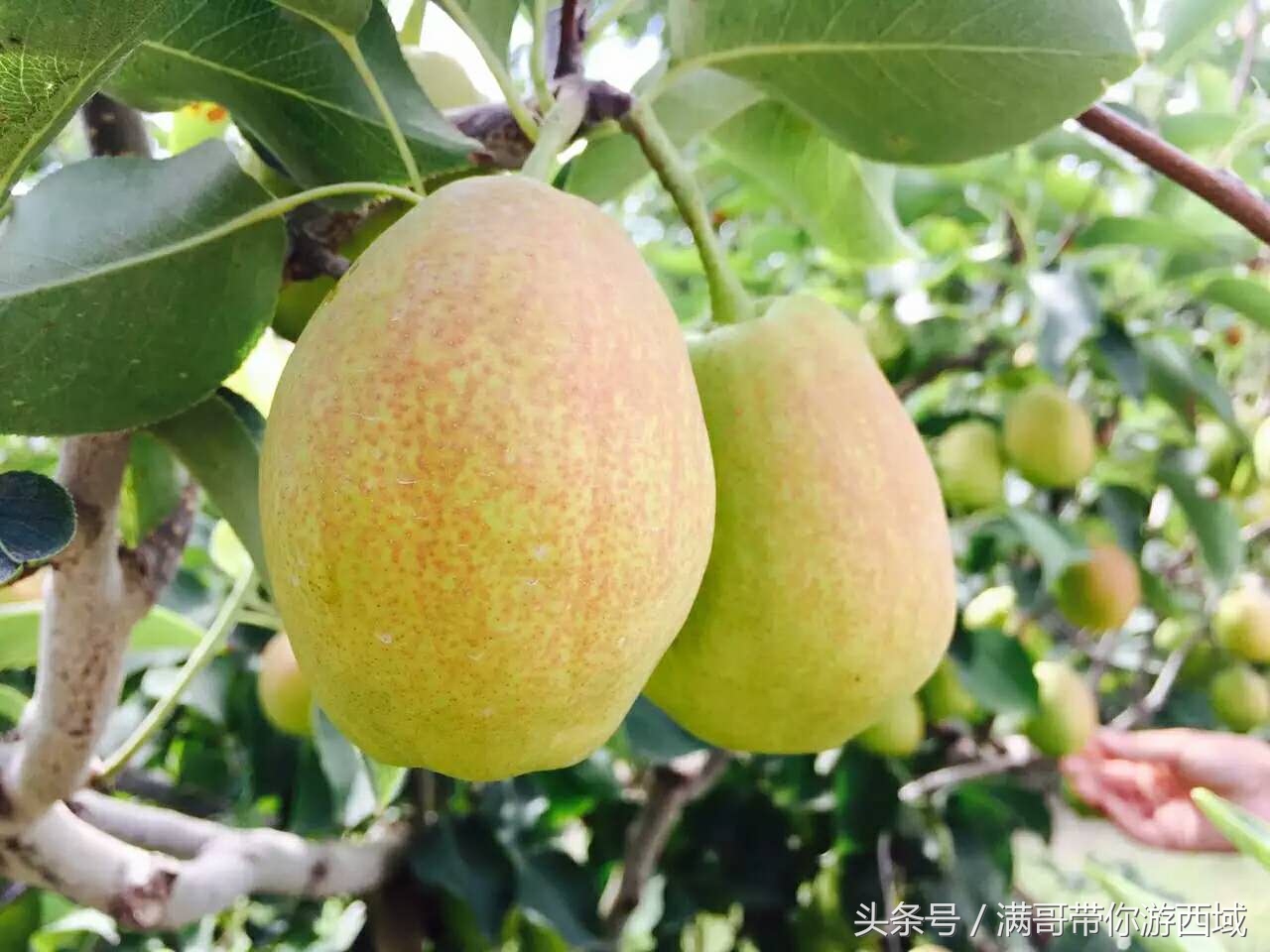 库尔勒香梨熟了！古尔邦节假期去库尔勒采香梨吧！只要4元每公斤
