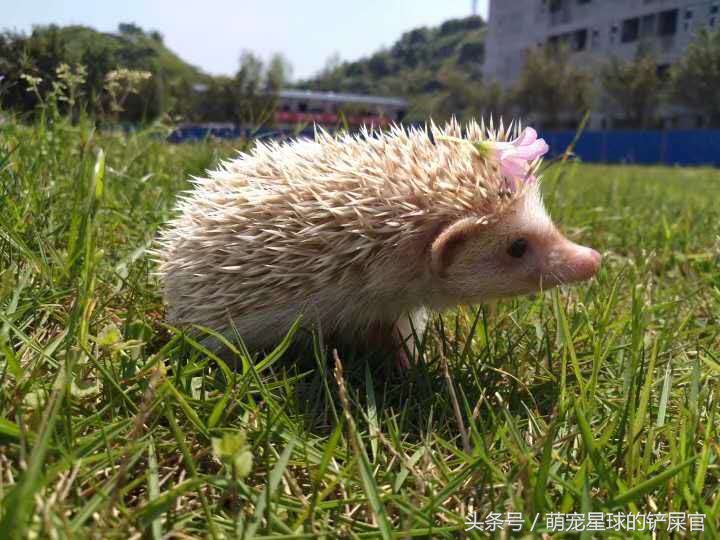 洗澡前的刺猬生无可恋，洗完后成为草地一只花，温柔卖萌