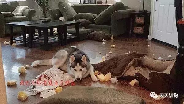 狗狗把家里搞得乱七八糟怎么办,狗狗搞破坏怎么处罚