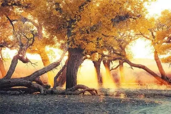 三千年的情缘，三千年的企盼只为这一季的金秋（附攻略）