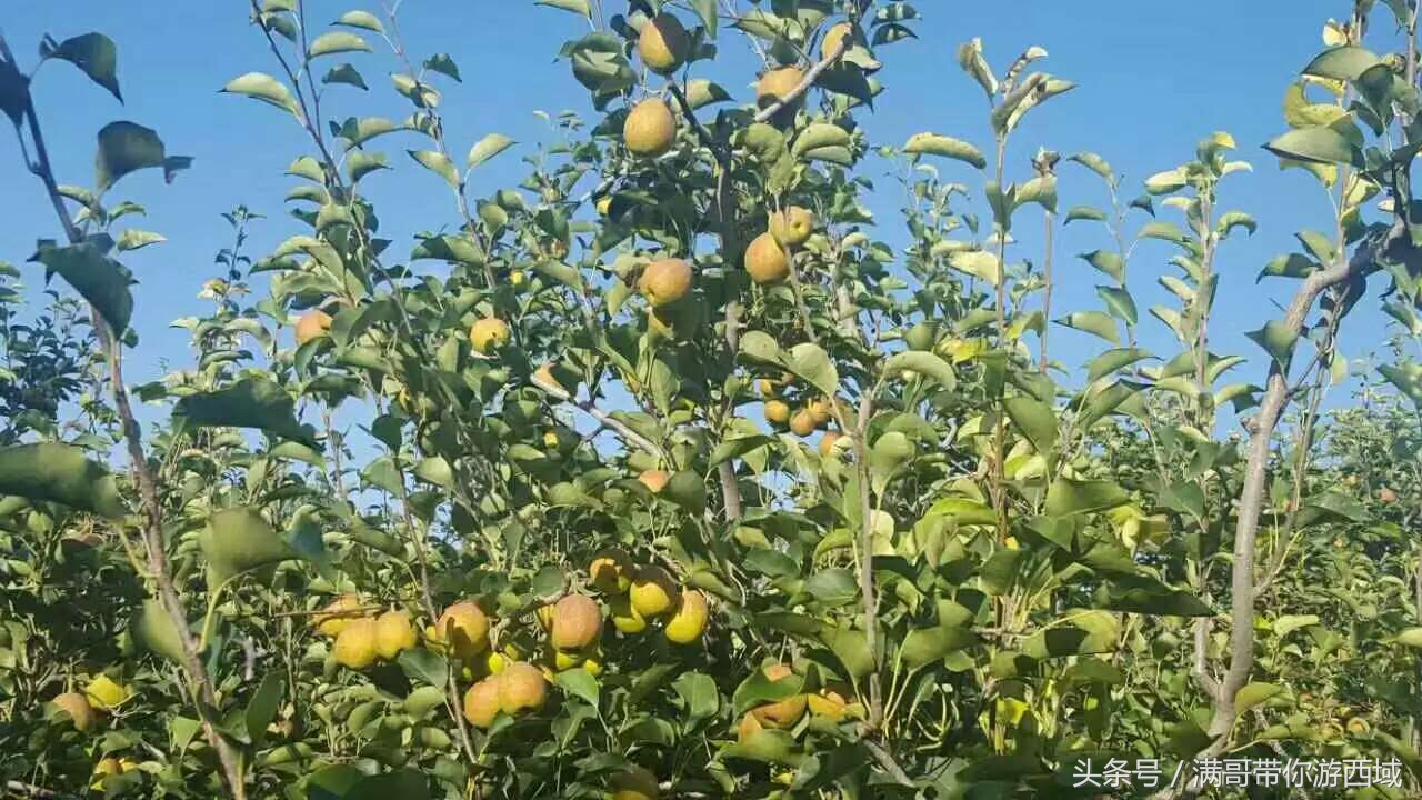 库尔勒香梨熟了！古尔邦节假期去库尔勒采香梨吧！只要4元每公斤