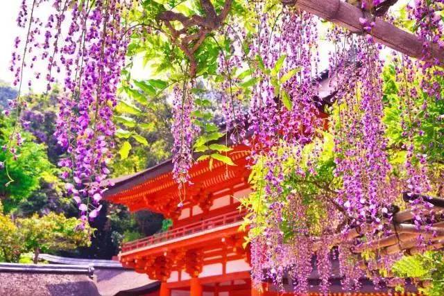 八月份定下的目标,秋季关西旅游攻略