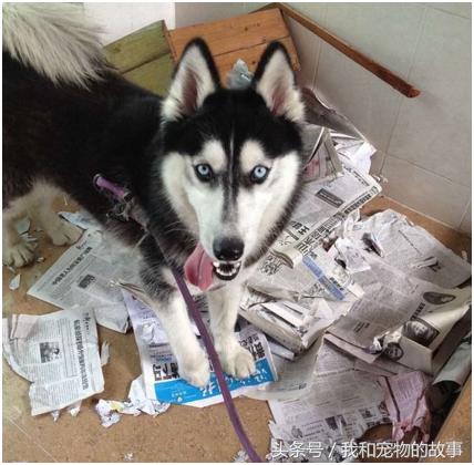 养哈士奇好还是养阿拉斯加好,养哈士奇是一种什么体验