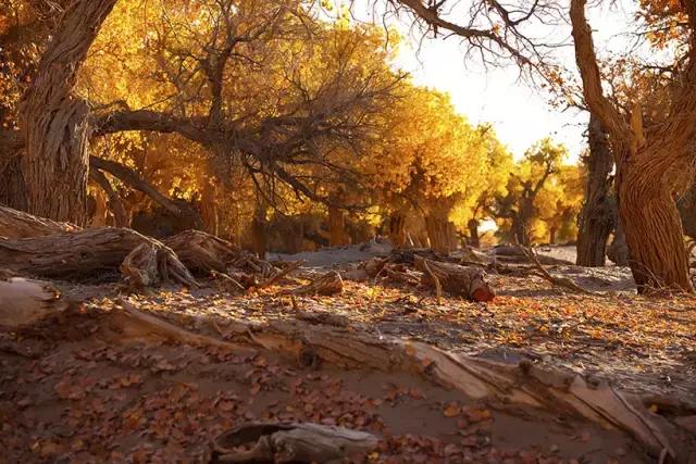 三千年的情缘，三千年的企盼只为这一季的金秋（附攻略）