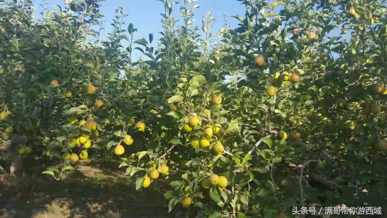库尔勒香梨熟了！古尔邦节假期去库尔勒采香梨吧！只要4元每公斤