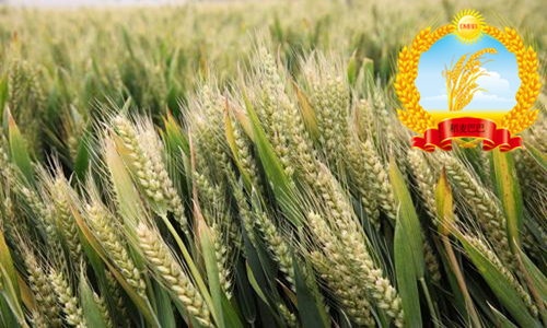 山农28小麦种审定时间,小麦品种山农28合适什么地方种