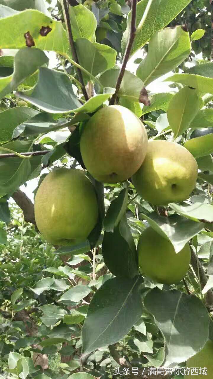 库尔勒香梨熟了！古尔邦节假期去库尔勒采香梨吧！只要4元每公斤