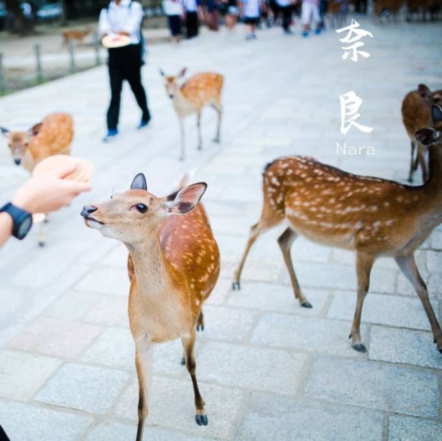 八月份定下的目标,秋季关西旅游攻略