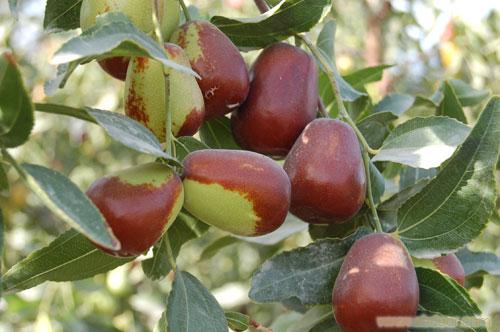 合适在湖南种植的枣子品种有哪些,我国枣树最多的地方