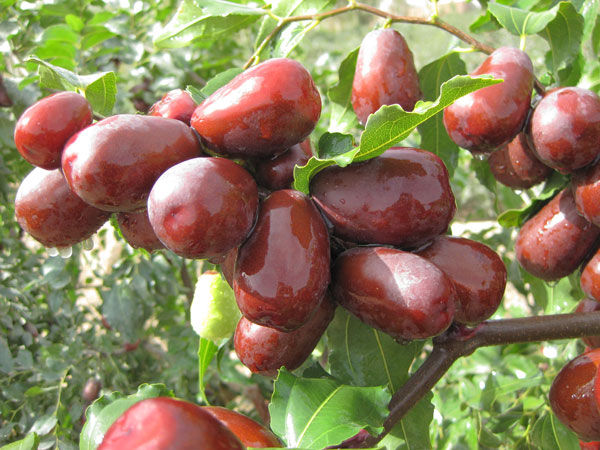 合适在湖南种植的枣子品种有哪些,我国枣树最多的地方