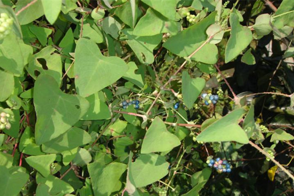 农村常见野草名称及功能,农村常见的野草及功效