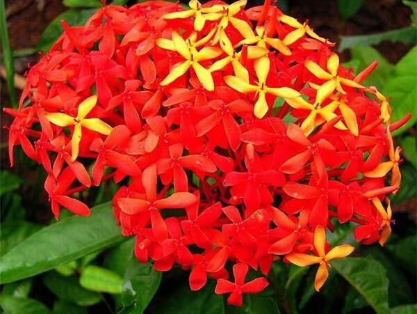 亚洲每个国家的国花是什么,世界各国国花的资料