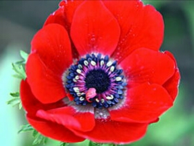 亚洲每个国家的国花是什么,世界各国国花的资料