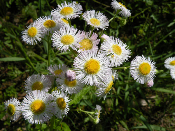 农村常见野草名称及功能,农村常见的野草及功效