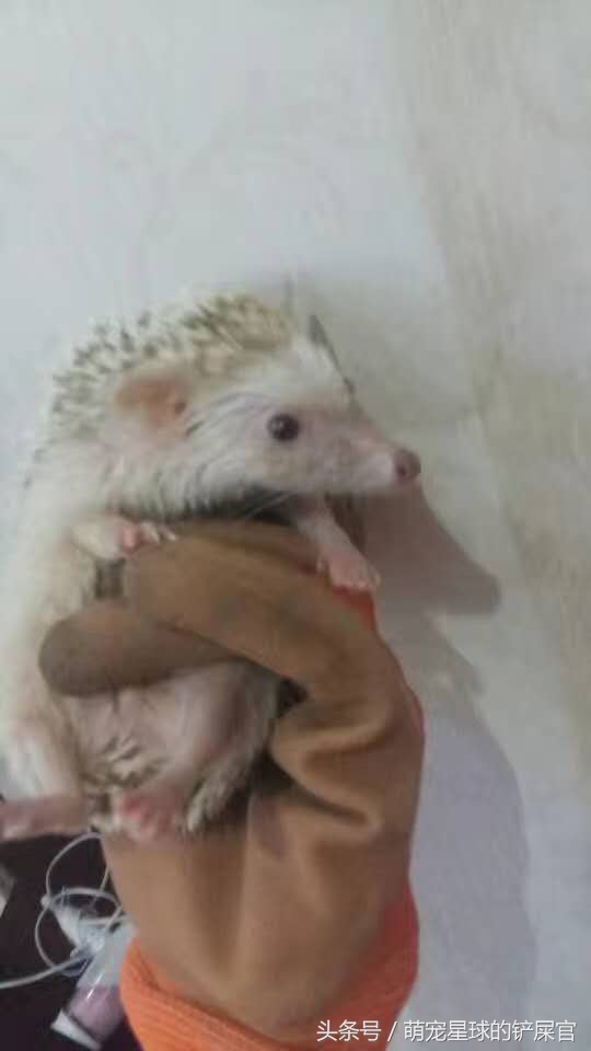 洗澡前的刺猬生无可恋，洗完后成为草地一只花，温柔卖萌