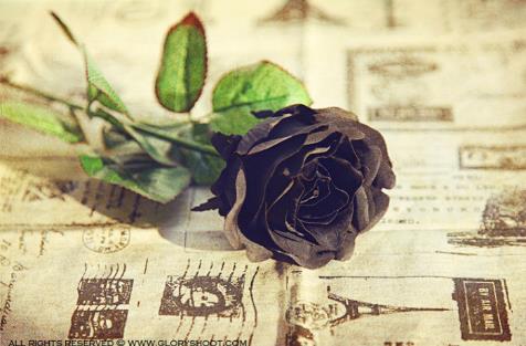 玫瑰花29支的花语,送花给女生玫瑰花语