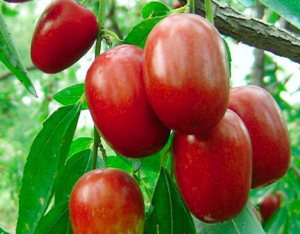 合适在湖南种植的枣子品种有哪些,我国枣树最多的地方