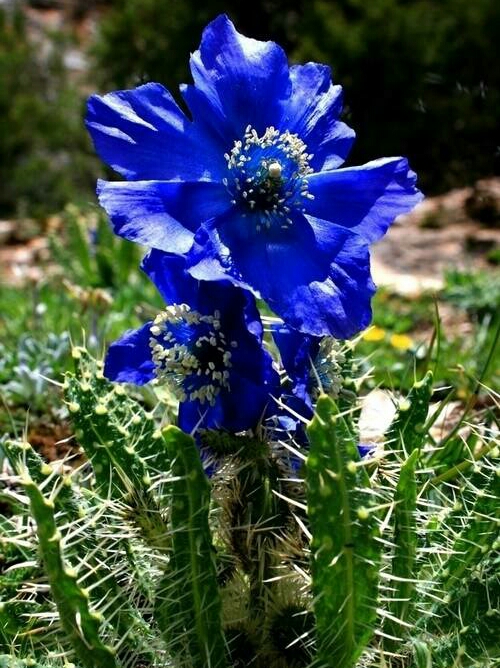 亚洲每个国家的国花是什么,世界各国国花的资料