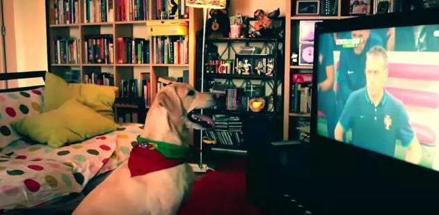 手舞足蹈萌力十足，土耳其宠物狗看球赛的夸大表现让人忍俊不禁