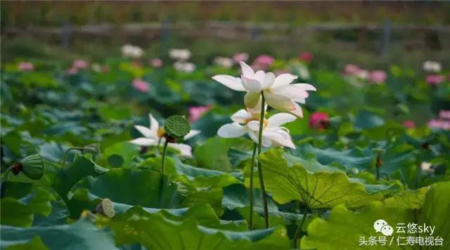 池上秋又来，荷花半成子，仁寿最美秋日荷塘