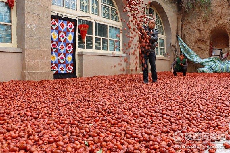 合适在湖南种植的枣子品种有哪些,我国枣树最多的地方