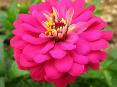 亚洲每个国家的国花是什么,世界各国国花的资料