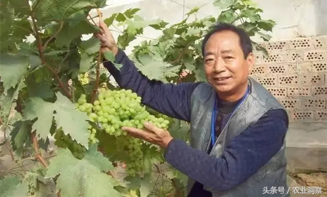 葡萄种植一亩产量多少斤,葡萄种植高产技术