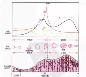 月经来潮是不是就能排卵？