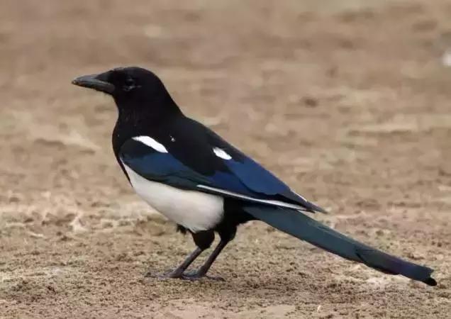 大家七夕都在说的鹊桥有多长,七夕快乐真的快乐吗