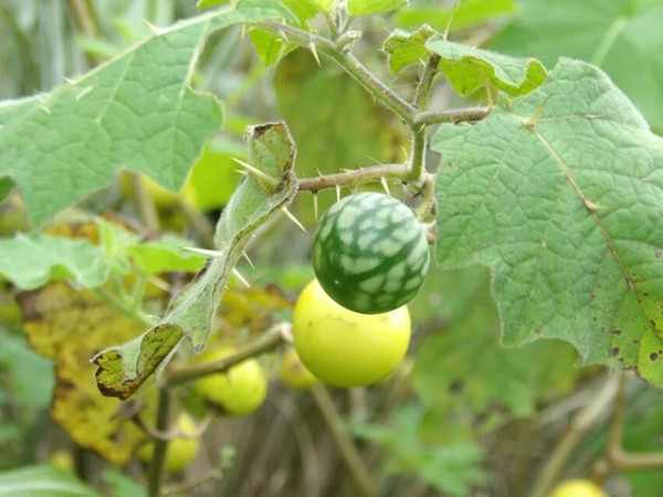 农村常见野草名称及功能,农村常见的野草及功效