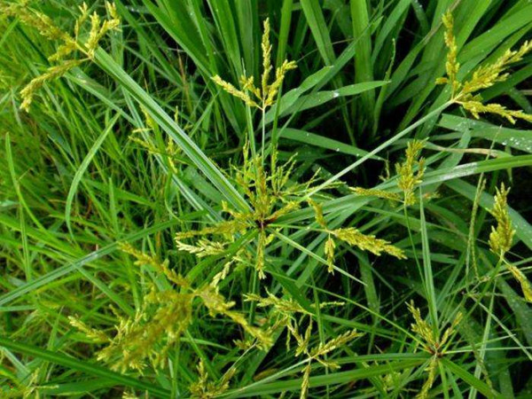 农村常见野草名称及功能,农村常见的野草及功效