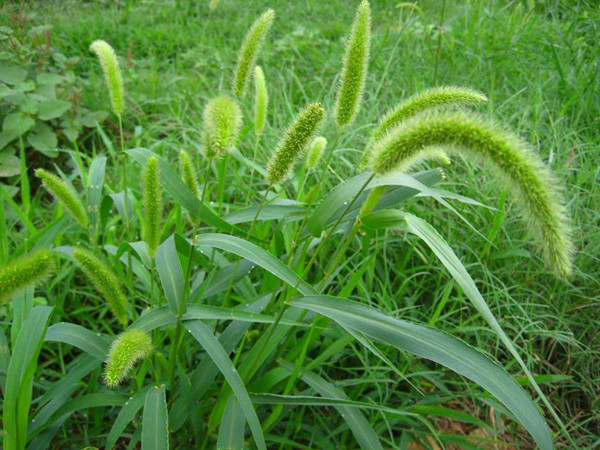 农村常见野草名称及功能,农村常见的野草及功效