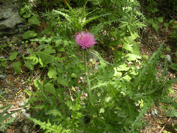 农村常见野草名称及功能,农村常见的野草及功效