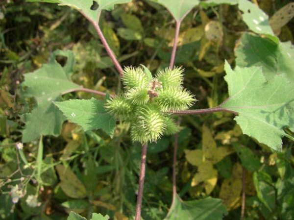 农村常见野草名称及功能,农村常见的野草及功效