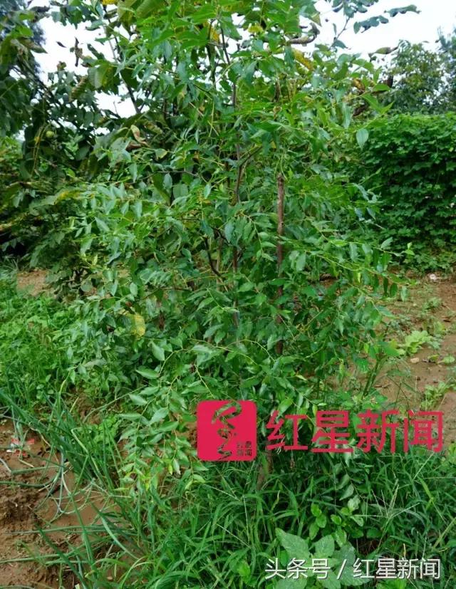 真相调查：文玩核桃再步玛卡后尘？从几万元一对到5元没人要？