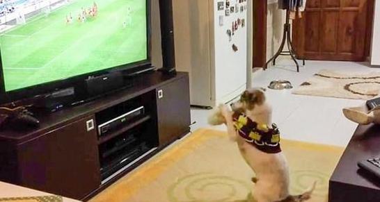手舞足蹈萌力十足，土耳其宠物狗看球赛的夸大表现让人忍俊不禁
