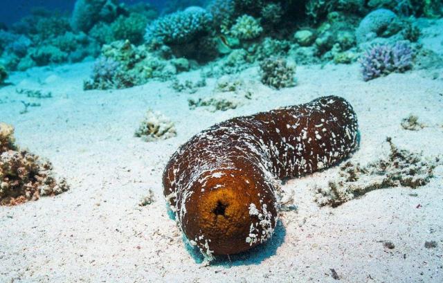 厦门味道生猛的螃蟹让人胃口大开,10块钱一只的螃蟹到底是什么味道