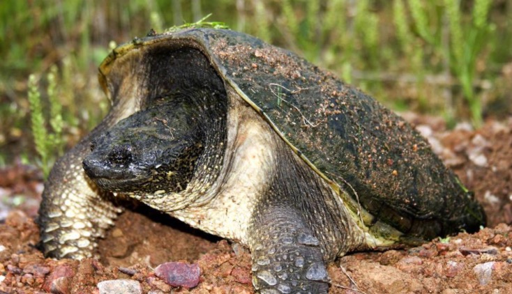 鳄龟该怎么养才养得好,鳄龟适不合适家庭养怎样养好鳄龟