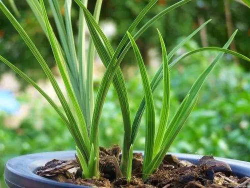 9月至12月什么花好看,9月适宜养的花