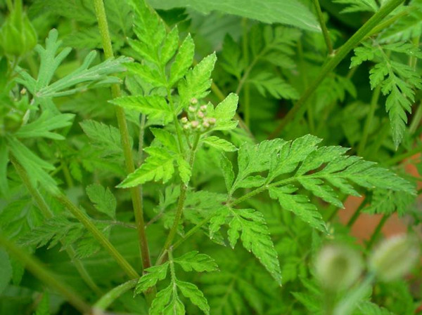 农村常见野草名称及功能,农村常见的野草及功效